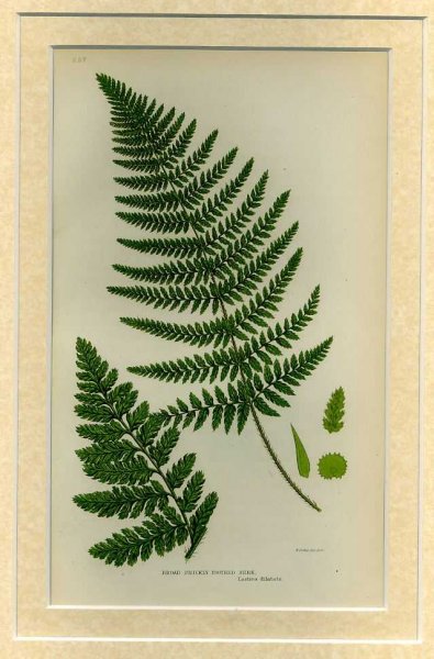 BROAD PRICKLY TOOTHED FERN: Mounted print from Flowering Plants, Grasses, Sedges and Ferns of Great Britain Image for BROAD PRICKLY TOOTHED FERN: Mounted print from Flowering Plants, Grasses, Sedges and Ferns of Great Britain
