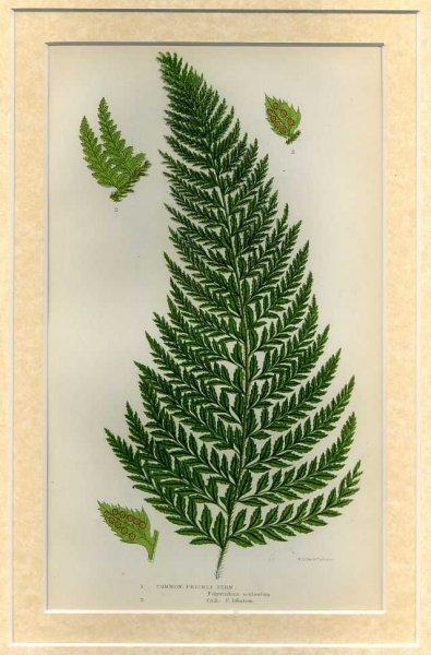 Image for COMMON PRICKLY FERN: Mounted print from Flowering Plants, Grasses, Sedges and Ferns of Great Britain