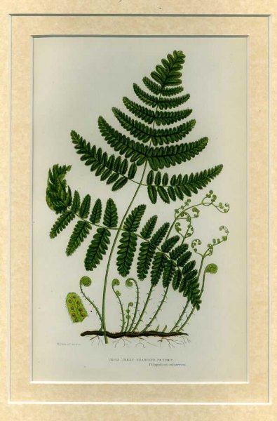 RIGID THREE BRANCHED POLYPODY: Mounted print from Flowering Plants, Grasses, Sedges and Ferns of Great Britain Image for RIGID THREE BRANCHED POLYPODY: Mounted print from Flowering Plants, Grasses, Sedges and Ferns of Great Britain