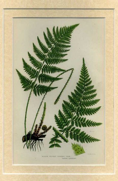 NARROW PRICKLY TOOTHED FERN: Mounted print from Flowering Plants, Grasses, Sedges and Ferns of Great Britain Image for NARROW PRICKLY TOOTHED FERN: Mounted print from Flowering Plants, Grasses, Sedges and Ferns of Great Britain