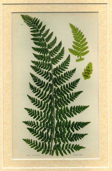 Image for ROGID LASTREA: Mounted print from Flowering Plants, Grasses, Sedges and Ferns of Great Britain