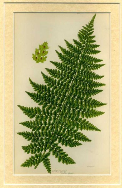 ALPINE POLYPODY: Mounted print from Flowering Plants, Grasses, Sedges and Ferns of Great Britain Image for ALPINE POLYPODY: Mounted print from Flowering Plants, Grasses, Sedges and Ferns of Great Britain