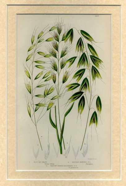 Mounted print from Flowering Plants, Grasses, Sedges and Ferns of Great Britain Image for Mounted print from Flowering Plants, Grasses, Sedges and Ferns of Great Britain