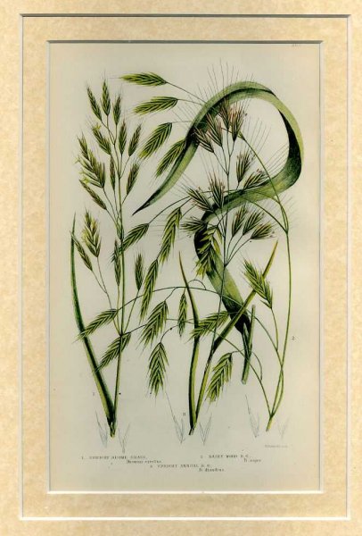 Mounted print from Flowering Plants, Grasses, Sedges and Ferns of Great Britain Image for Mounted print from Flowering Plants, Grasses, Sedges and Ferns of Great Britain