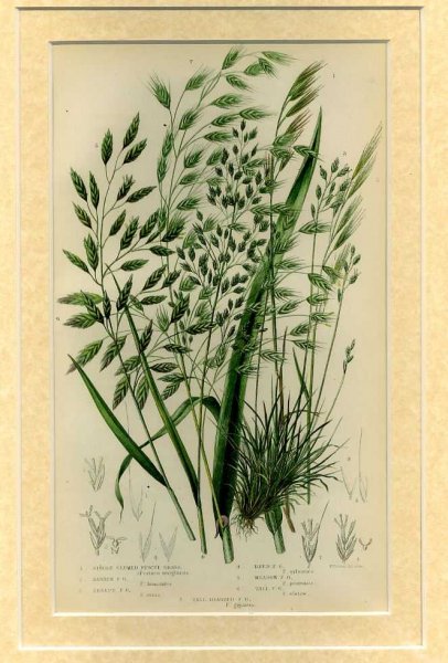 Mounted print from Flowering Plants, Grasses, Sedges and Ferns of Great Britain Image for Mounted print from Flowering Plants, Grasses, Sedges and Ferns of Great Britain