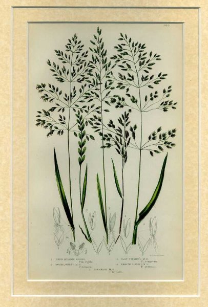 Mounted print from Flowering Plants, Grasses, Sedges and Ferns of Great Britain Image for Mounted print from Flowering Plants, Grasses, Sedges and Ferns of Great Britain