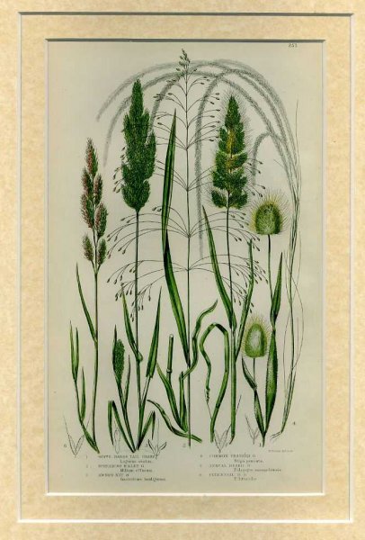 Image for Mounted print from Flowering Plants, Grasses, Sedges and Ferns of Great Britain