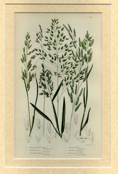 Image for Mounted print from Flowering Plants, Grasses, Sedges and Ferns of Great Britain