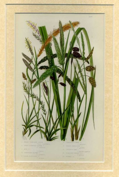 Mounted print from Flowering Plants, Grasses, Sedges and Ferns of Great Britain Image for Mounted print from Flowering Plants, Grasses, Sedges and Ferns of Great Britain