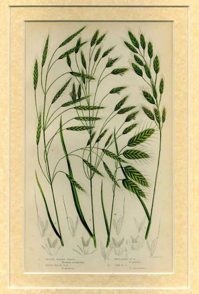 Image for Mounted print from Flowering Plants, Grasses, Sedges and Ferns of Great Britain