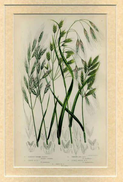 Mounted print from Flowering Plants, Grasses, Sedges and Ferns of Great Britain Image for Mounted print from Flowering Plants, Grasses, Sedges and Ferns of Great Britain