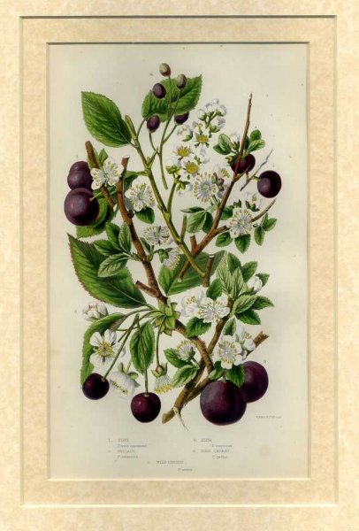 Image for Mounted print from Flowering Plants, Grasses, Sedges and Ferns of Great Britain