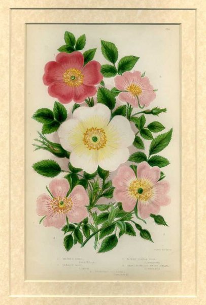 Image for Mounted print from Flowering Plants, Grasses, Sedges and Ferns of Great Britain