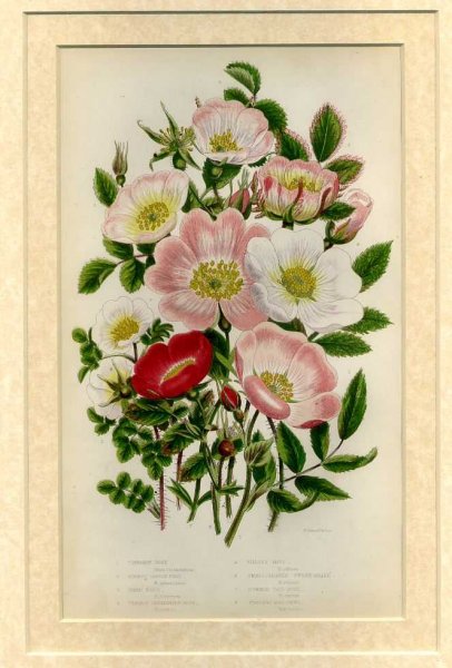 Mounted print from Flowering Plants, Grasses, Sedges and Ferns of Great Britain Image for Mounted print from Flowering Plants, Grasses, Sedges and Ferns of Great Britain
