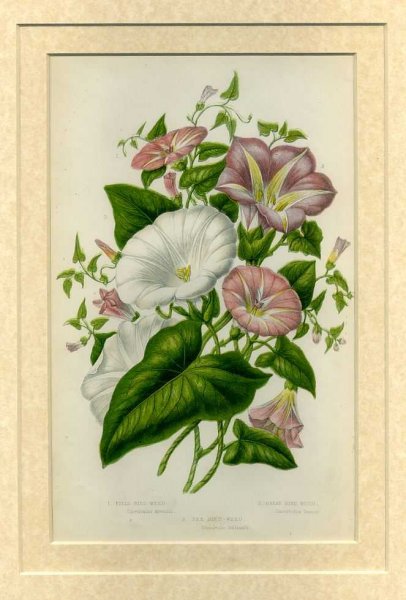 Image for Mounted print from Flowering Plants, Grasses, Sedges and Ferns of Great Britain