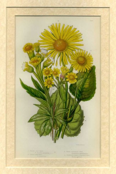 Image for Mounted print from Flowering Plants, Grasses, Sedges and Ferns of Great Britain