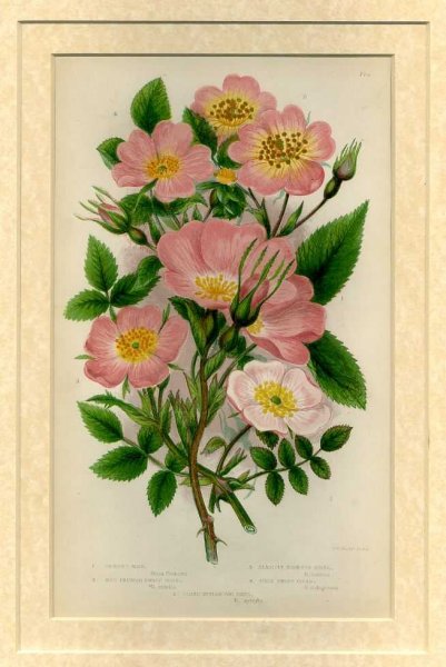 Mounted print from Flowering Plants, Grasses, Sedges and Ferns of Great Britain Image for Mounted print from Flowering Plants, Grasses, Sedges and Ferns of Great Britain