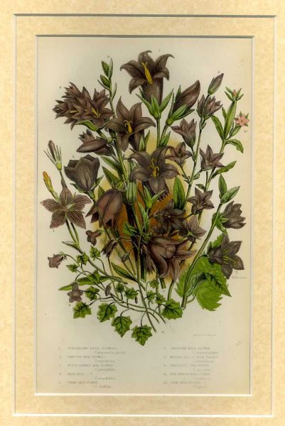 Image for Mounted print from Flowering Plants, Grasses, Sedges and Ferns of Great Britain