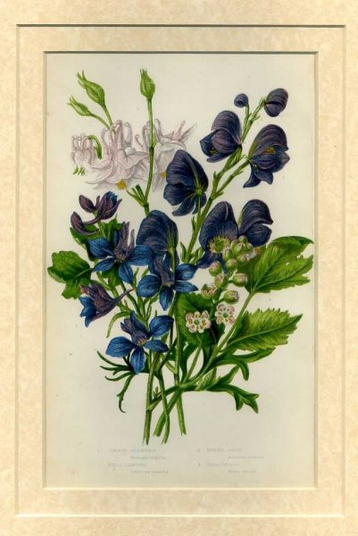 Mounted print from Flowering Plants, Grasses, Sedges and Ferns of Great Britain Image for Mounted print from Flowering Plants, Grasses, Sedges and Ferns of Great Britain