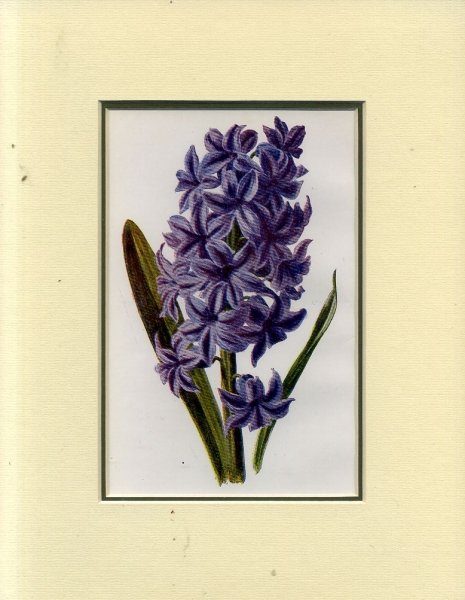 HYACINTH: Mounted print from Familiar Garden Flowers Image for HYACINTH: Mounted print from Familiar Garden Flowers