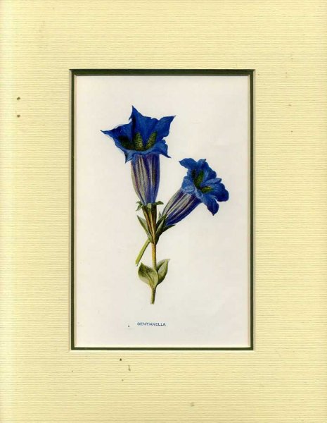 GENTIANELLA: Mounted print from Familiar Garden Flowers Image for GENTIANELLA: Mounted print from Familiar Garden Flowers