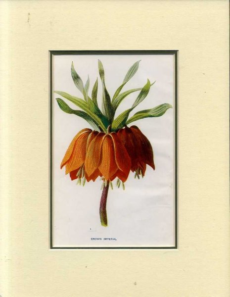 CROWN IMPERIAL: Mounted print from Familiar Garden Flowers Image for CROWN IMPERIAL: Mounted print from Familiar Garden Flowers