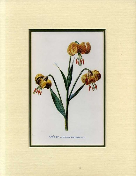 Image for TURKS CAP or YELLOW MARTAGON LILY: Mounted print from Familiar Garden Flowers