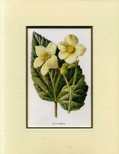 Image for WHITE BEGONIA: Mounted print from Familiar Garden Flowers