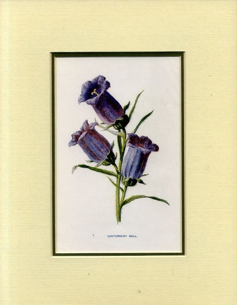 Image for CANTERBURY BELL: Mounted print from Familiar Garden Flowers