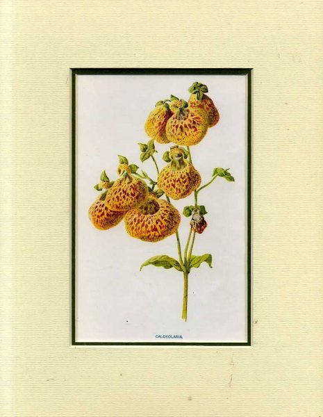 Image for CALCEOLARIA: Mounted print from Familiar Garden Flowers