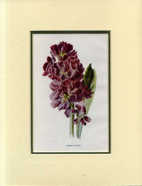 Image for DOUBLE STOCK: Mounted print from Familiar Garden Flowers