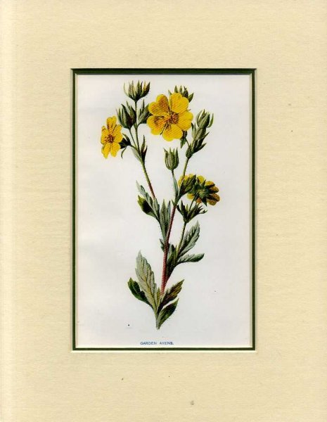 GARDEN AVENS: Mounted print from Familiar Garden Flowers Image for GARDEN AVENS: Mounted print from Familiar Garden Flowers
