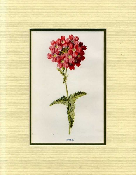 VERBENA: Mounted print from Familiar Garden Flowers Image for VERBENA: Mounted print from Familiar Garden Flowers