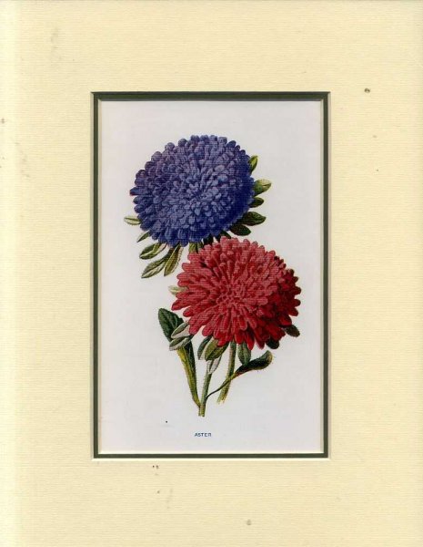 ASTER: Mounted print from Familiar Garden Flowers Image for ASTER: Mounted print from Familiar Garden Flowers