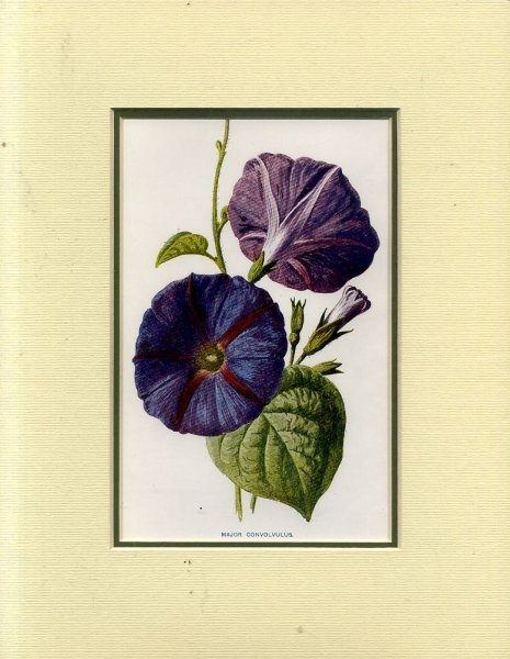Image for MAJOR CONVOLVULUS: Mounted print from Familiar Garden Flowers