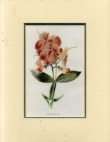 EVERLASTING PEA: Mounted print from Familiar Garden Flowers Image for EVERLASTING PEA: Mounted print from Familiar Garden Flowers