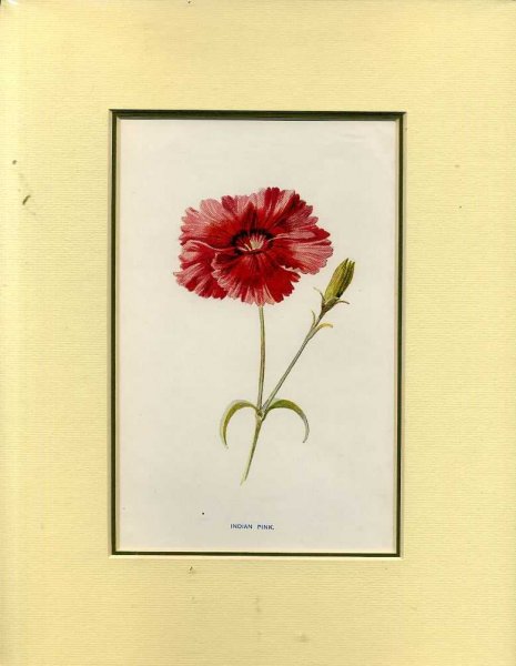 INDIAN PINK: Mounted print from Familiar Garden Flowers Image for INDIAN PINK: Mounted print from Familiar Garden Flowers