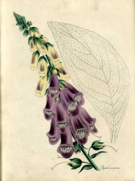 Image for THE FLORAL KEEPSAKE a selection of forty-eight accurately coloured figures of tender and hardy useful and ornamental plants