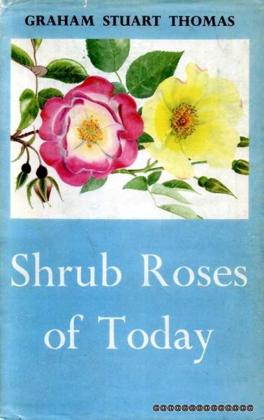 Image for Shrub Roses of Today