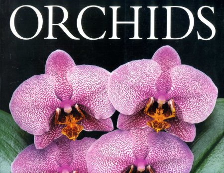 Image for Orchids