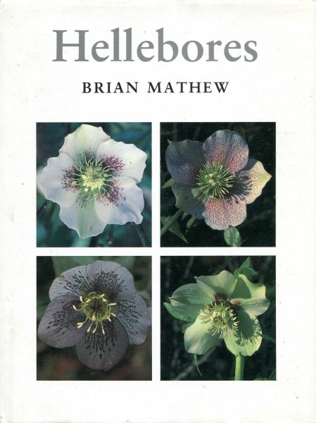 Image for Hellebores