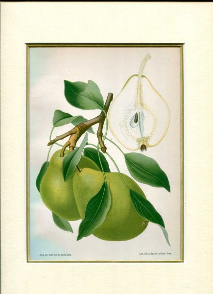 Image for Mounted coloured print of Pears from Aepfel und Birnen : Die Wichtigsten Deutschen Kernobstsorten