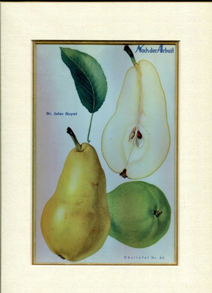 Image for Fine Coloured Print of Pears 'Dr Jules Guyet' from Nach der Arbeit