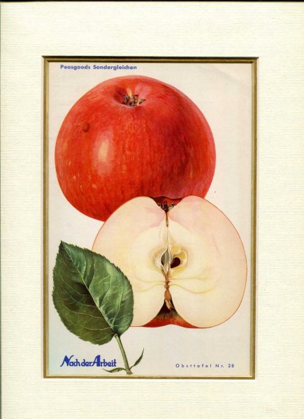 Image for Fine Coloured Print of an Apple 'Peasgoods Sondergleichen' from Nach der Arbeit