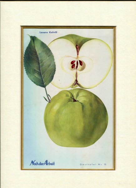 Image for Fine Coloured Print of an Apple 'Lesans Kalvill' from Nach der Arbeit