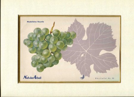 Image for Fine Coloured Print of Grapes 'Madeleine Royale' from Nach der Arbeit