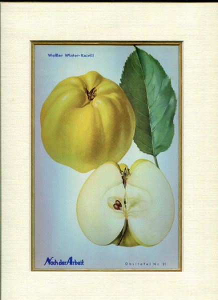Image for Fine Coloured Print of an Apple 'Weisser Winter-Kalvill' from Nach der Arbeit