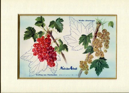 Image for Fine Coloured Print of berries 'Erstling aus Vierlanden & Weisse Jutebogerl' from Nach der Arbeit