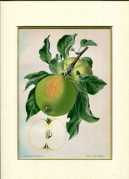 Image for Mounted coloured print of Apples from Aepfel und Birnen : Die Wichtigsten Deutschen Kernobstsorten