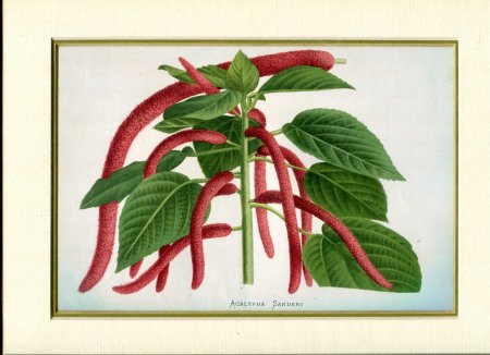 Image for Mounted Antique Coloured Print 'Acalypha Sanderi' from 'Le Moniteur d'Horticulture'